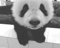 黑色和白色 熊猫 国宝 可爱 大熊猫