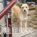 萌宠 汪星人 翘屁微笑 开心 搞怪 逗