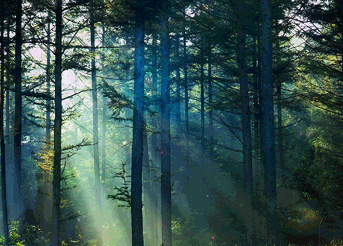森林 晨光 闪烁 山间阳光