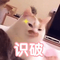 萌宠 猫咪 猫 识破 可爱 撩