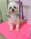 狗狗 蝴蝶结 大眼睛 萌宠