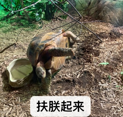 动物园 搞笑 魔性 萌宠 文字表情包