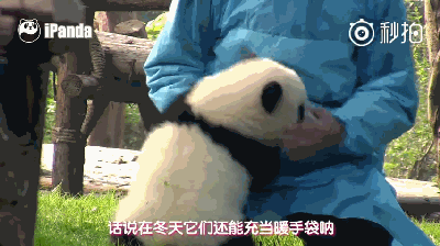 大熊猫 饲养员 可爱 按摩