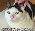 猫咪 是谁掐住了我命运的后颈皮 拎起来 瞪眼睛