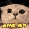 萌宠 猫星人 直视我 靓仔 搞怪 呆萌