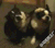Good 狗狗 狗 搞笑 可爱 boy gif