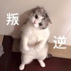 萌宠 猫星人 叛逆 生气 呆萌 可爱
