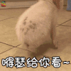 萌宠 猪 宠物小猪 宠物猪 开心 嘚瑟 给你看 soogif soogif出品