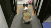 柯基 corgi