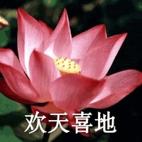 莲花 沙雕莲花 欢天喜地