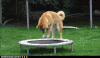 柴犬 呆萌 蹦床 跺 魔性 Shiba Inu