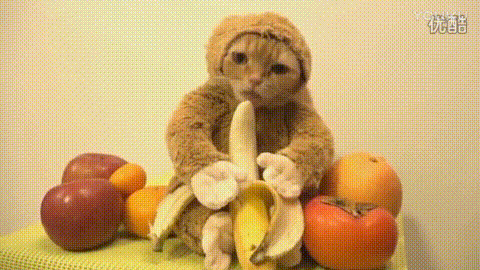 猫咪 吃香蕉 可爱 搞笑