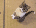 拜托 猫咪 可爱 萌宠 喵星人