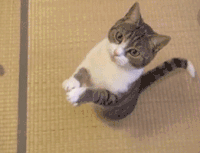 拜托 猫咪 可爱 萌宠 喵星人