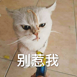 萌宠 猫咪 猫 别惹我 生气