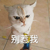 萌宠 猫咪 猫 别惹我 生气