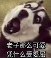 狗狗 张大嘴 老子那么可爱 凭什么受委屈