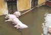 猪 动物 可爱 搞怪
