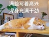 萌宠 喵星人 满脸写着高兴 浑身充满干劲 呆萌 憨憨