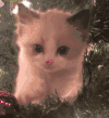 猫咪  可爱  萌萌哒   寻找