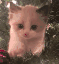 猫咪  可爱  萌萌哒   寻找