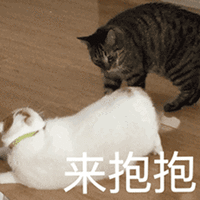 抱抱 猫 搞怪 逗