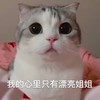 萌宠 喵星人 我的心里只有漂亮姐姐 痴迷 可爱 呆萌