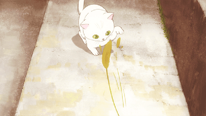 白  猫咪 小草  挑逗