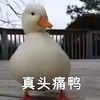 萌宠 鸭子 真头痛啊 难受 呆萌 可爱