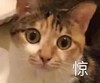 萌宠 猫星人 惊 睁大双眼 搞怪 逗