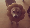 萌宠 狗狗 脖套不错