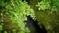 风景 河流 植物 绿色
