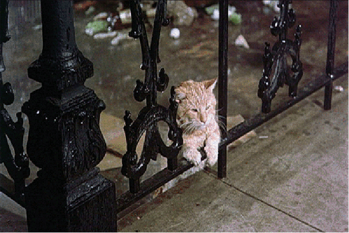 一个人过七夕节的心情 猫 发呆 下雨