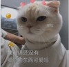 萌宠 喵星人 我难道没有那个狗东西可爱吗 死亡凝视 呆萌 可爱