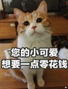 猫 喵星人 铲屎官 猫咪