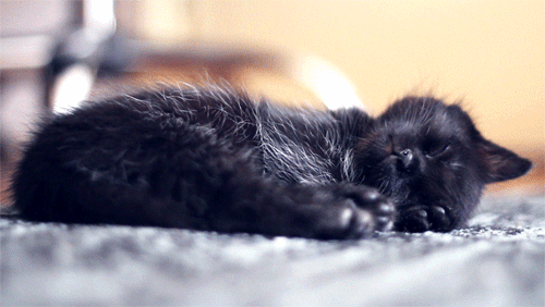 猫咪 睡觉 可爱 黑色