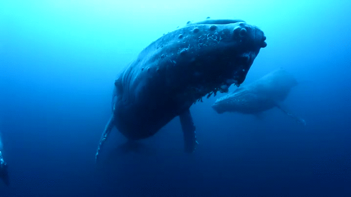 鲸鱼 whale