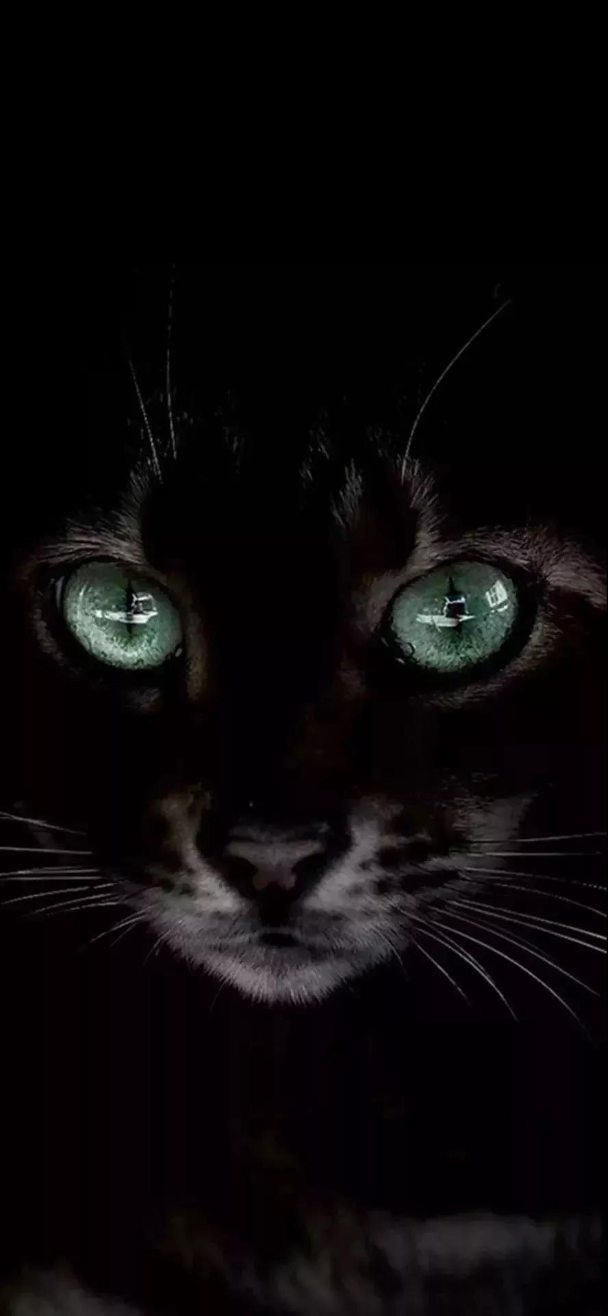 黑猫 壁纸 抖音 手机壁纸 猫咪 猫 萌宠