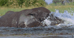 地球脉动 大象 欢快 水 玩耍 纪录片