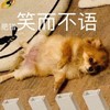 萌宠 汪星人 笑而不语 肥猪 搞怪 逗