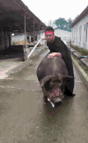 猪场  男子  骑猪  模仿  中二