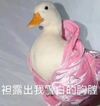 萌宠 小鸭子 诱惑 胸膛 搞怪 逗