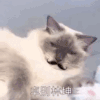 动态图 萌宠 喵星人 猫咪 搞怪
