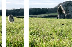 美  猫头鹰 草地 奔跑