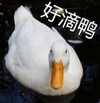 萌宠 鸭子 好滴鸭 赞同 呆萌 可爱