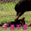 萌宠 狗 汪星人 不要不要 soogif soogif出品