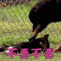 萌宠 狗 汪星人 不要不要 soogif soogif出品