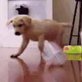 萌主来了