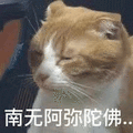 猫 阿弥陀佛 搞怪