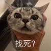 萌宠 猫星人 找死 不想活了吗 呆萌 可爱